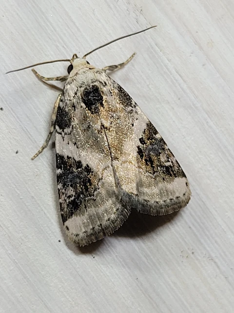 Pseudeustrotia candidula - fehéres apróbagoly
