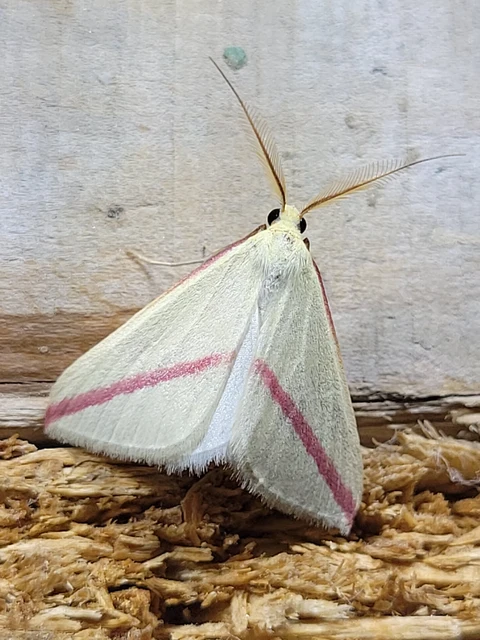 Rhodometra sacraria - rózsacsíkos araszoló