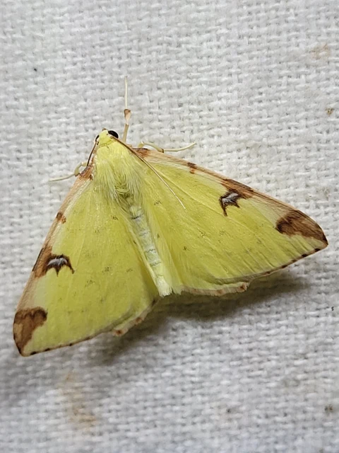Opisthograptis luteolata - citromsárga araszoló