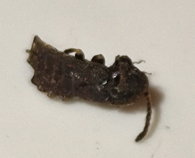 Phosphaenus hemipterus - törpe szentjánosbogár
