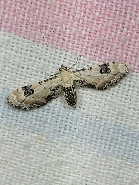Eupithecia centaureata - búzavirág-törpearaszoló