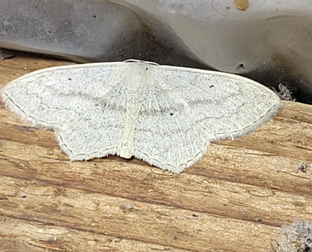 Scopula nigropunctata - feketepettyes araszoló