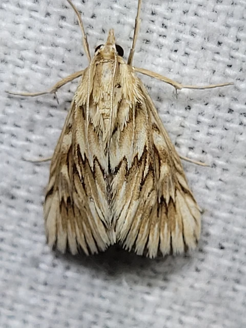 Cynaeda dentalis - gyakori ciframoly