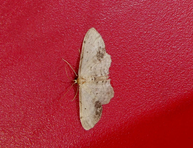 Idaea dimidiata - gyakori apróaraszoló