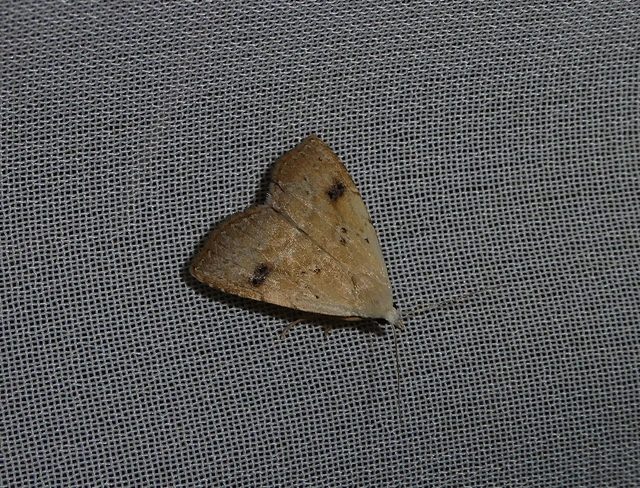 Rivula sericealis - selymes lórombagoly