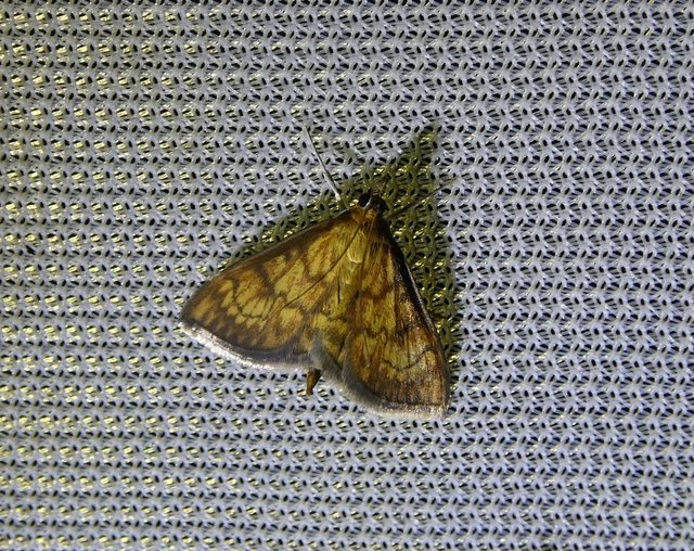 Ecpyrrhorrhoe rubiginalis - rozsdavörös tűzmoly