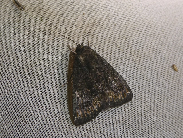Anophia leucomelas - déli folyófűbagoly