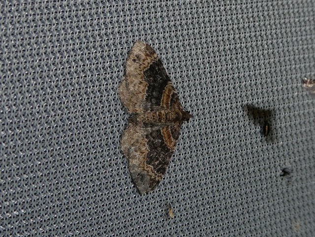 Xanthorhoe ferrugata - kerti tarkaaraszoló Xanthorhoe ferrugata - kerti tarkaaraszoló