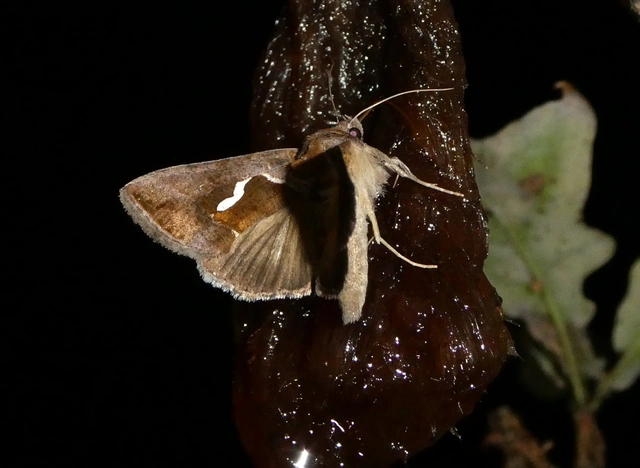 Macdunnoughia confusa - cseppfoltos ezüstbagoly