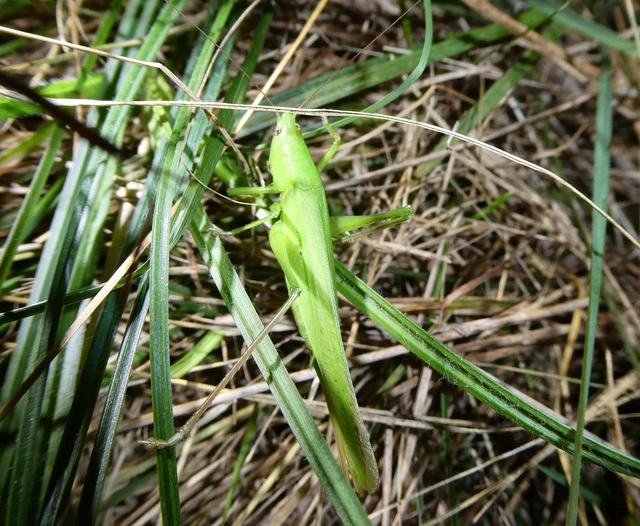Ruspolia nitidula - nagy kúpfejűszöcske