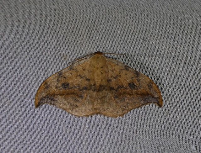 Drepana falcataria - nyárfa-sarlósszövő