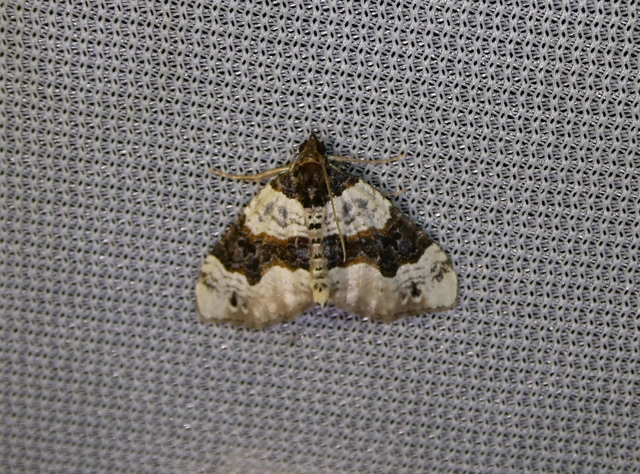 Cosmorhoe ocellata - szemes galajaraszoló