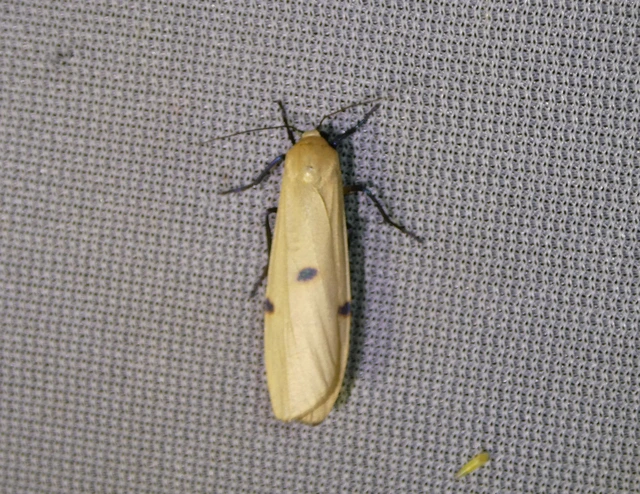 Lithosia quadra - négypettyes zuzmószövő
