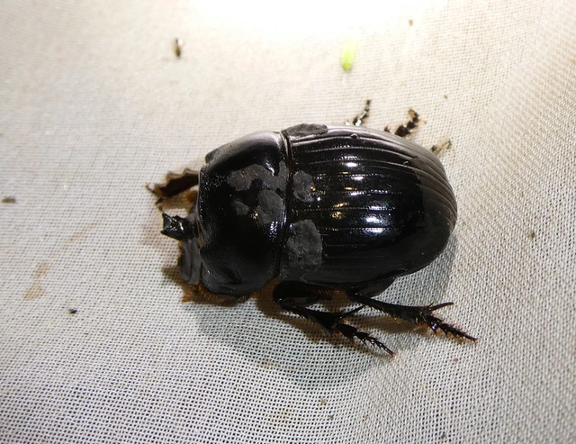 Copris lunaris - közönséges holdszarvú-ganéjtúró