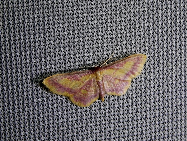 Idaea muricata - mocsári pirosaraszoló