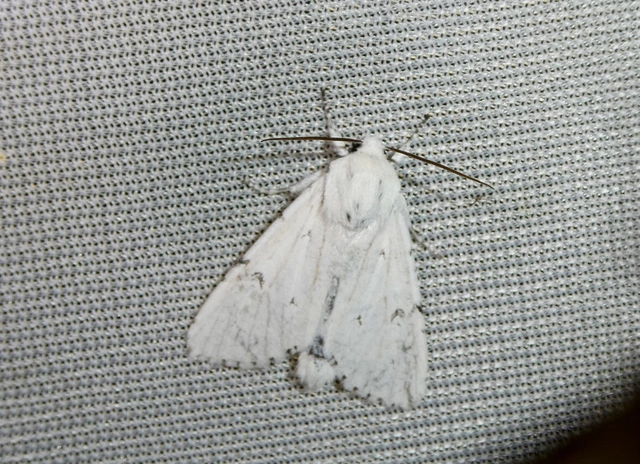 Acronicta leporina - fehér szigonyosbagoly