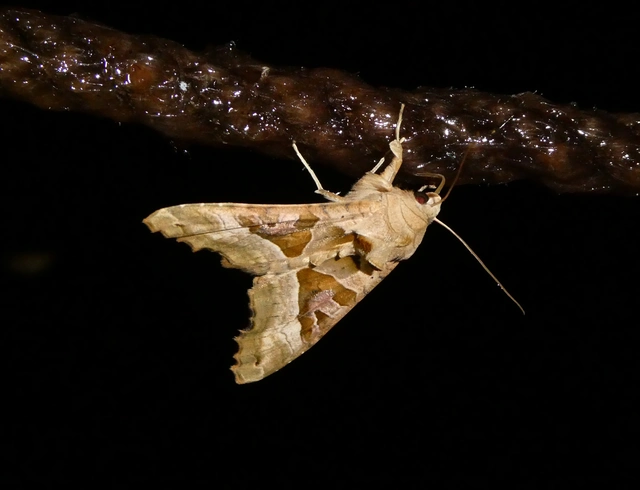 Phlogophora meticulosa - vándorló csipkésbagoly