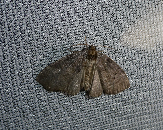 Ochropacha duplaris - égerlevél-pihésszövő
