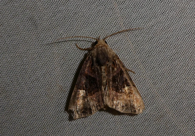 Euplexia lucipara - szeder-csipkésbagoly
