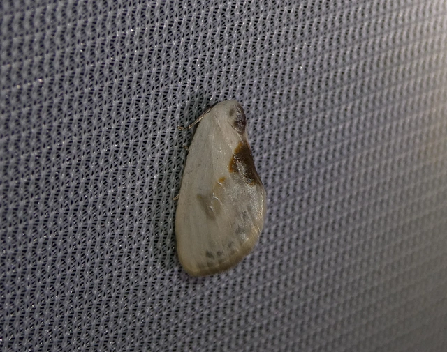 Cilix glaucata - törpe sarlósszövő