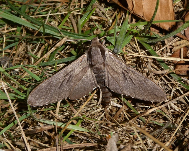 Hyloicus pinastri - fenyőszender