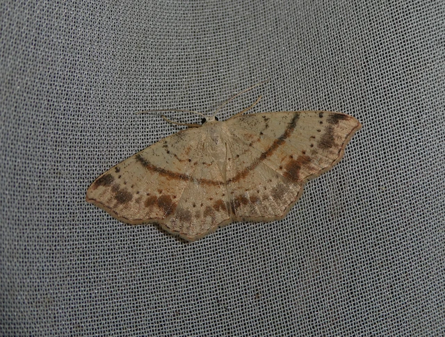 Cyclophora punctaria - sávos pettyesaraszoló