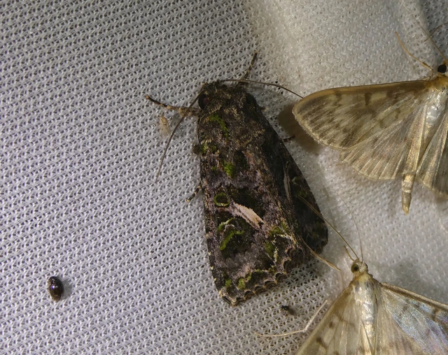 Trachea atriplicis - nyári zöldbagoly