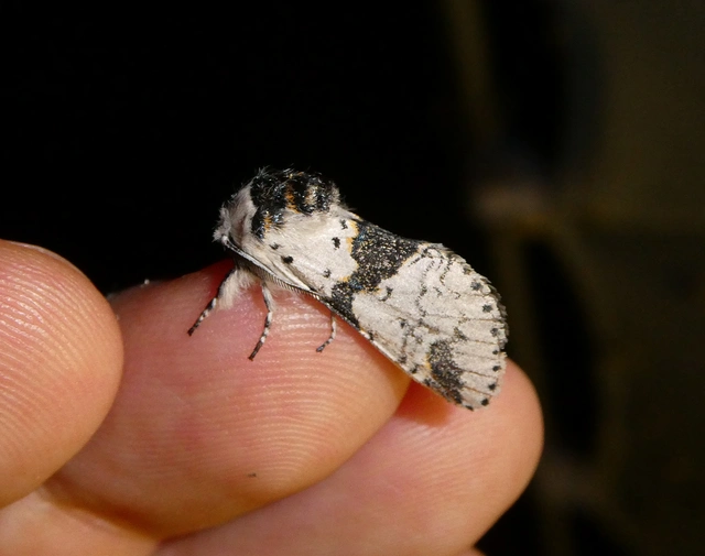 Furcula bicuspis - apáca-púposszövő
