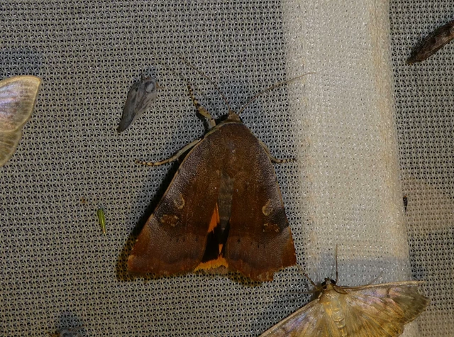 Noctua janthe - lappangó sárgafűbagoly