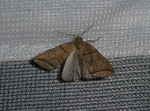 Herminia grisealis - ligeti karcsúbagoly