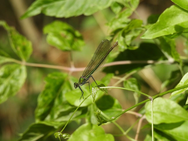 Calopteryx splendens - sávos szitakötő