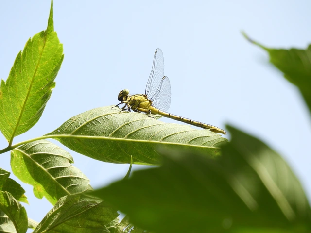 Gomphus flavipes - sárgalábú folyami-szitakötő