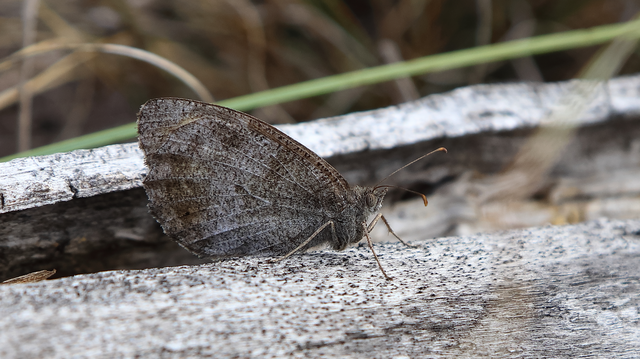 Hipparchia statilinus - homoki szemeslepke