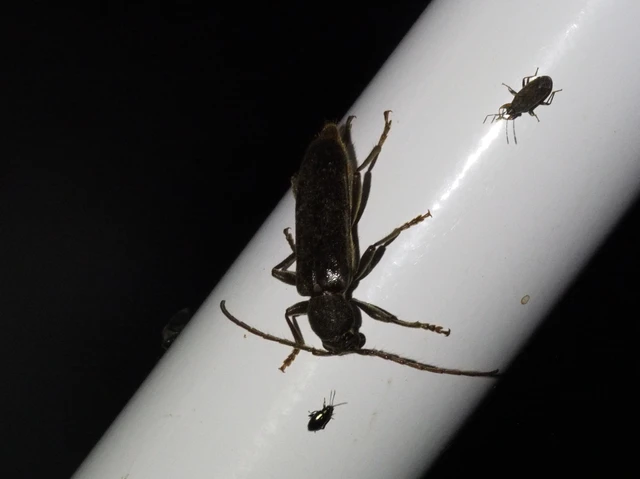 Trichoferus campestris - szállóvendég éjicincér
