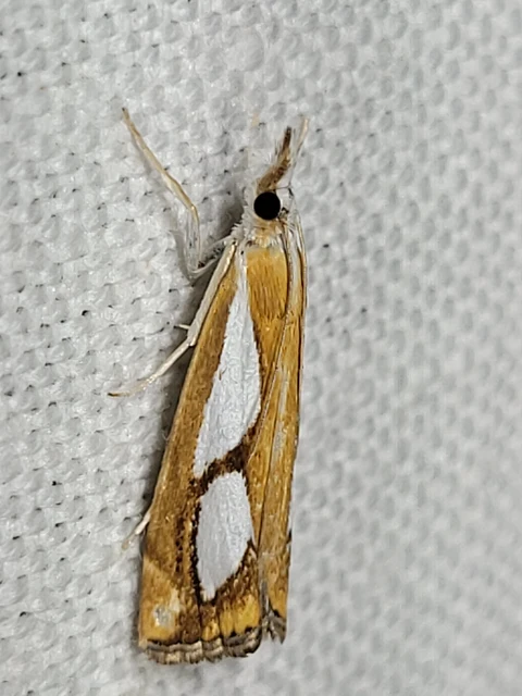 Catoptria