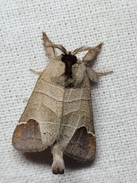 Clostera curtula - rövidszárnyú levélszövő Clostera curtula - rövidszárnyú levélszövő