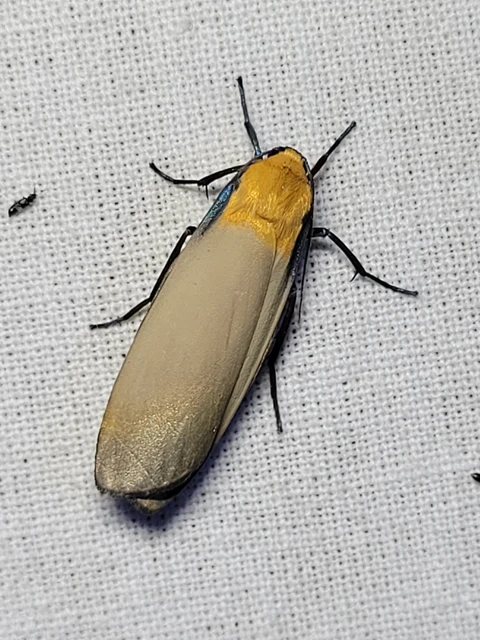 Lithosia quadra - négypettyes zuzmószövő