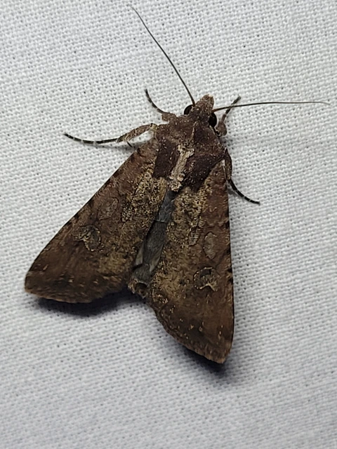 Peridroma saucia - vándor földibagoly