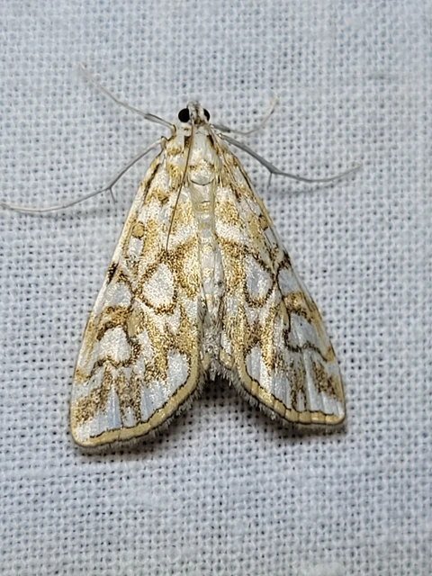 Elophila nymphaeata - tarka vízimoly