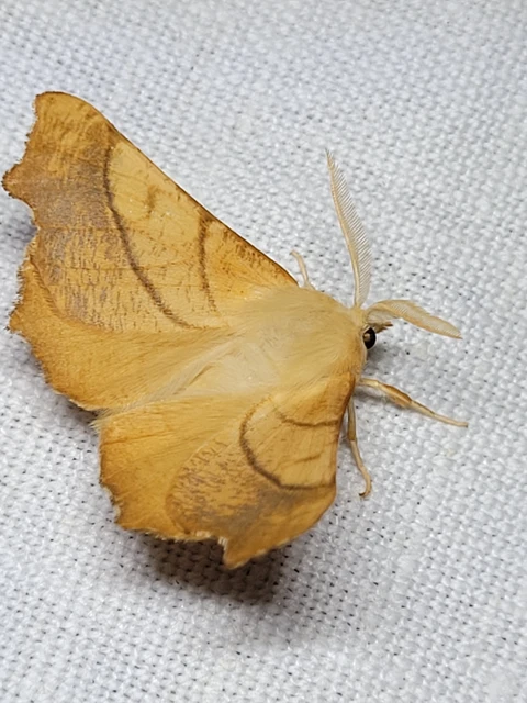 Ennomos fuscantaria - kőris-levélaraszoló
