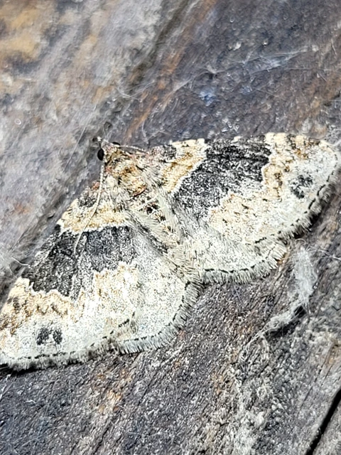 Xanthorhoe ferrugata - kerti tarkaaraszoló