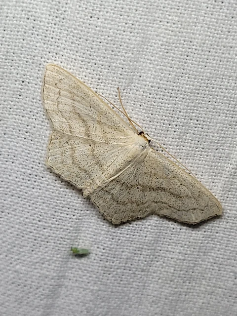 Scopula nigropunctata - feketepettyes araszoló