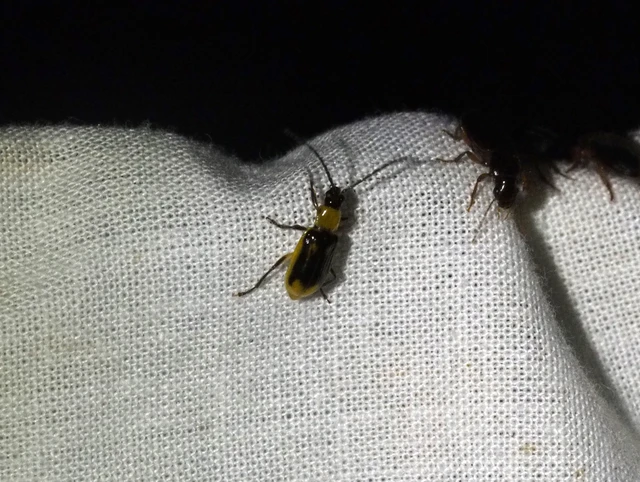 Diabrotica virgifera - amerikai kukoricabogár