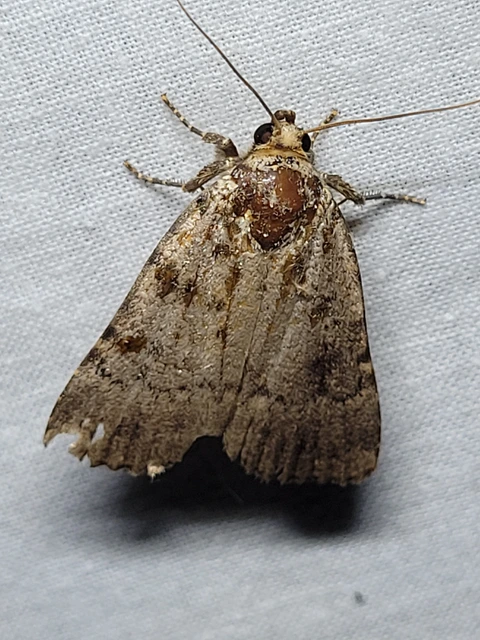 Amphipyra pyramidea - fahéjszínű bagoly
