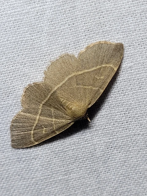 Trisateles emortualis - sárgacsíkos karcsúbagoly