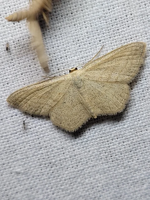 Scopula virgulata - vesszős sávosaraszoló