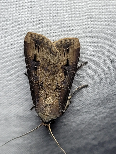 Agrotis ipsilon - nagy földibagoly