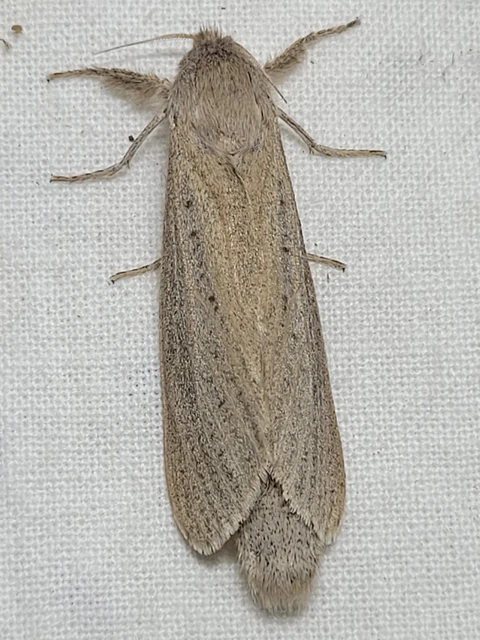 Phragmataecia castaneae - nádfúrólepke