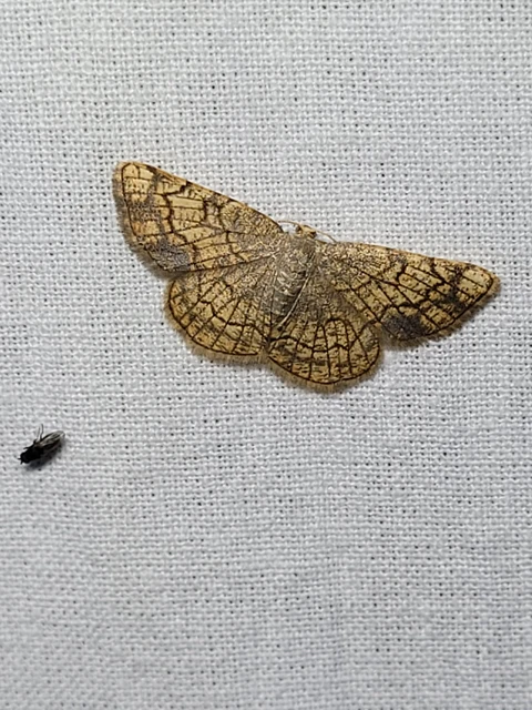 Stegania dilectaria - fehérnyár-araszoló