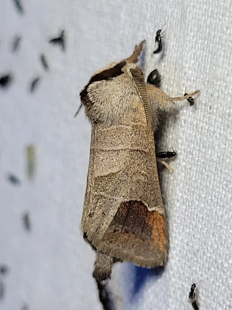 Clostera curtula - rövidszárnyú levélszövő Clostera curtula - rövidszárnyú levélszövő